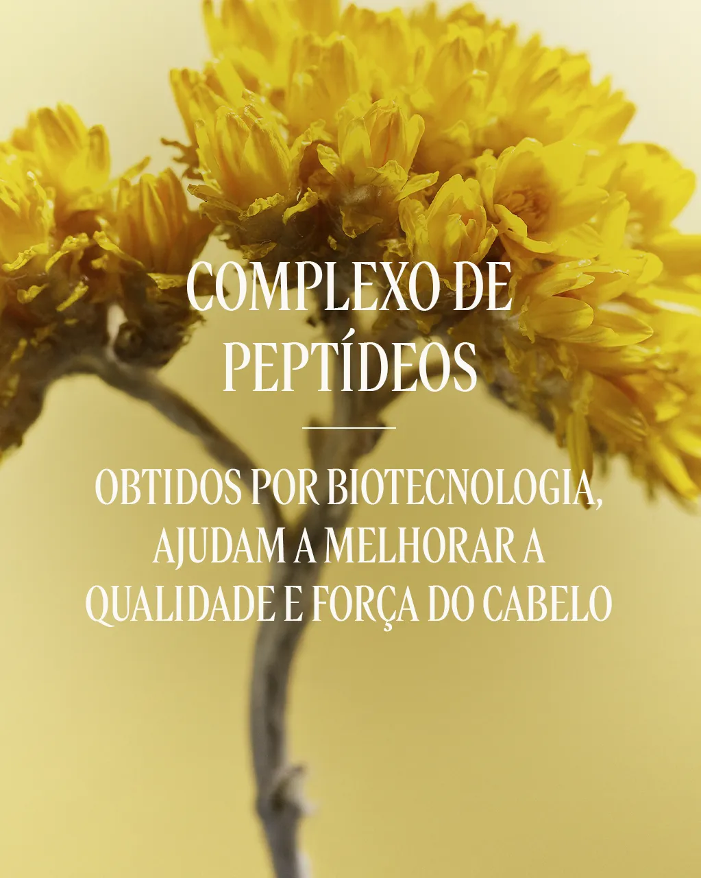 S&eacute;rum Revitalizante Pro-Youth para o Couro Cabeludo Aromacologia, , large